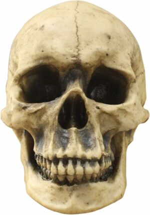 Wall Charmers Life Size Human Skull - 8.5" Realistic Faux Human Anatomy - Table Top Skeleton Head Home Decor